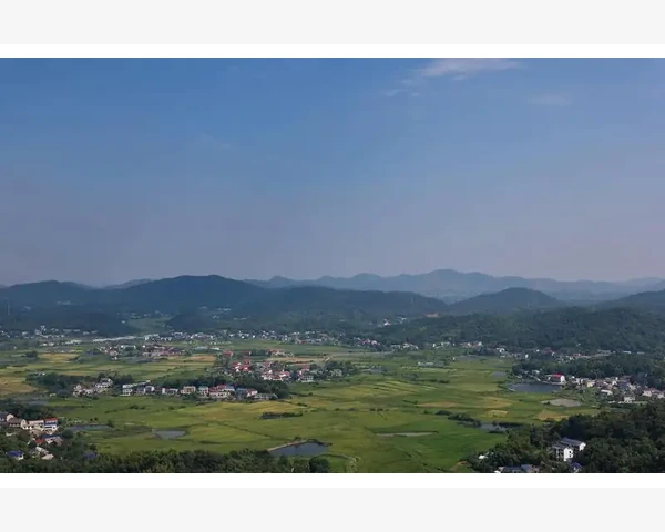 槐花蜜化痰：美味解乏，中医科普指南